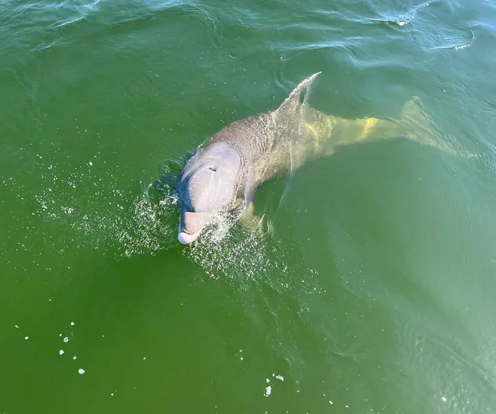 destin bottlenose dolphin