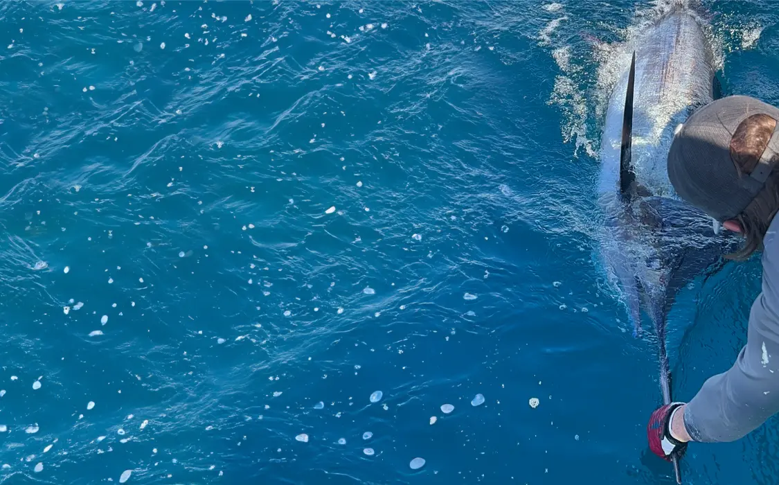 marlin caught by Finatical Charters of Destin, Florida