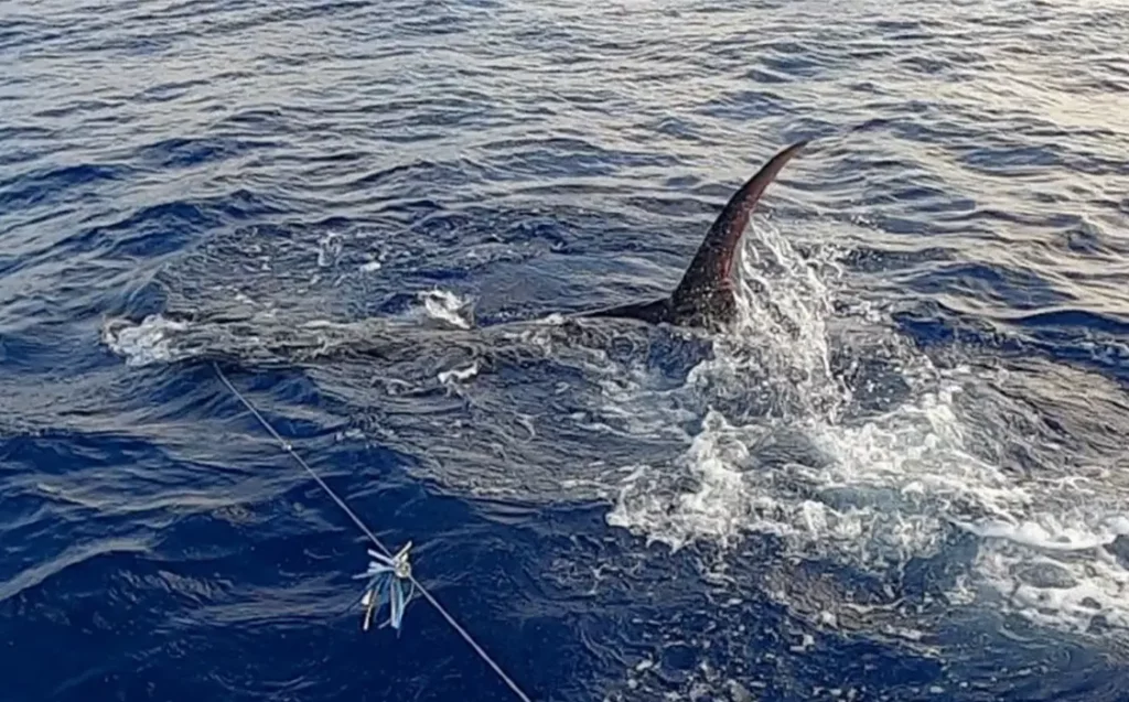 marlin caught offshore of destin florida