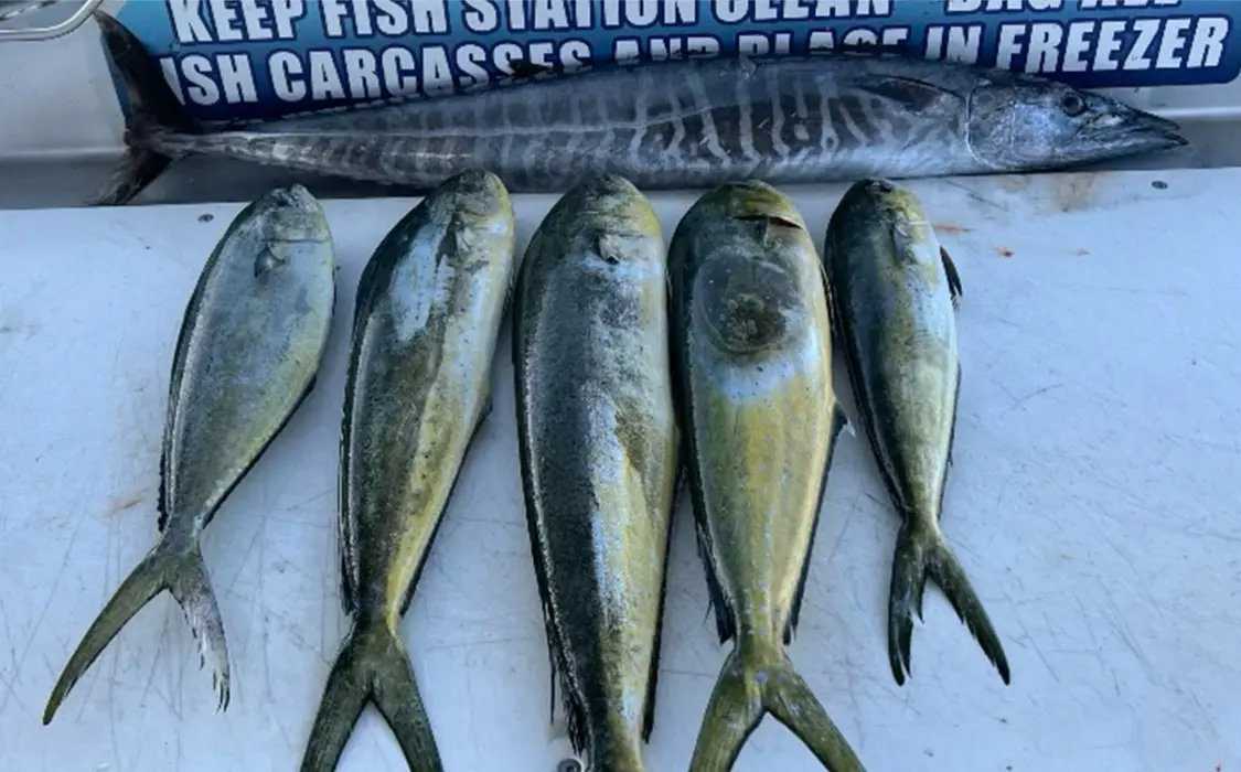 wahoo and mahi mahi destin florida